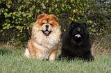 CHOW CHOW 455